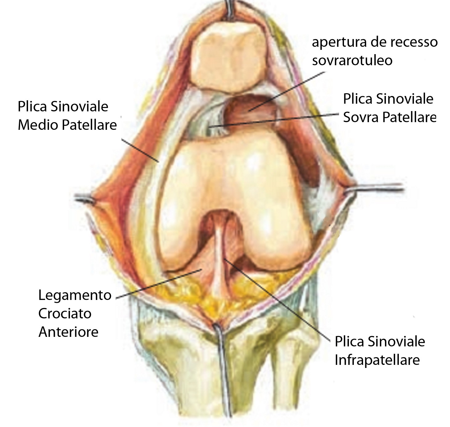 Dolore al ginocchio muscolo articolare del ginocchio e plica sinoviale 001 spine center