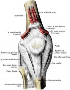 Dolore al ginocchio muscolo articolare del ginocchio e plica sinoviale 004 spine center