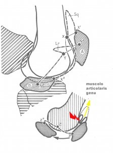 Dolore al ginocchio muscolo articolare del ginocchio e plica sinoviale 005 spine center
