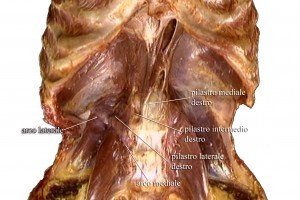 Diaframma Toracico Anatomia 003 spine center