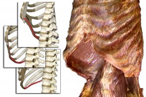 Diaframma Toracico Anatomia 004 spine center
