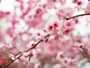 medicina-cinese-e-primavera-cosa-succede-al-corpo-e-come-puo-aiutare-lagopuntura