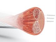 Muscolo come sistema a tensione distribuita: una possibile rilettura biomeccanica delle lesioni muscolari nello sport