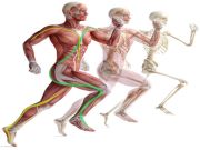 Equilibrio e catene miofasciali dell’arto inferiore: ruolo delle spirali